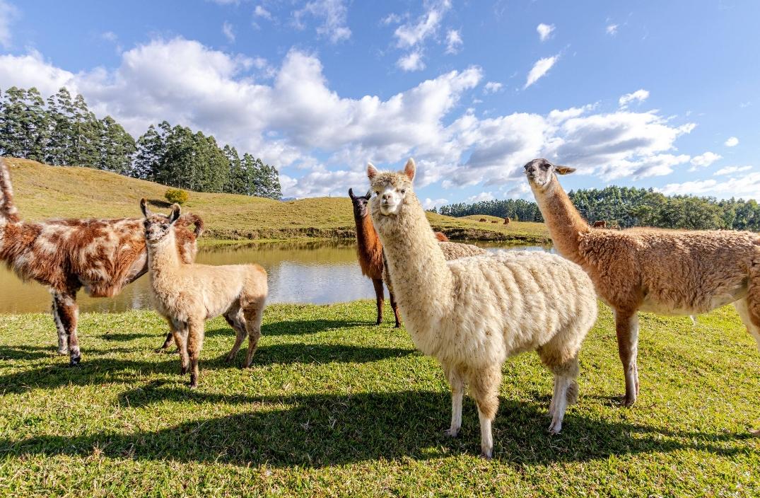 Alpacas